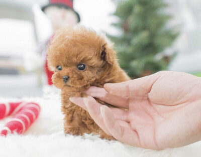 Puppy Name : Kim