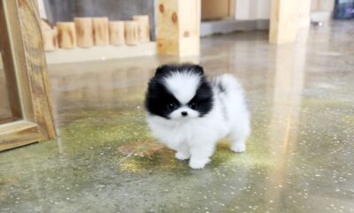 Puppy Name : Sly